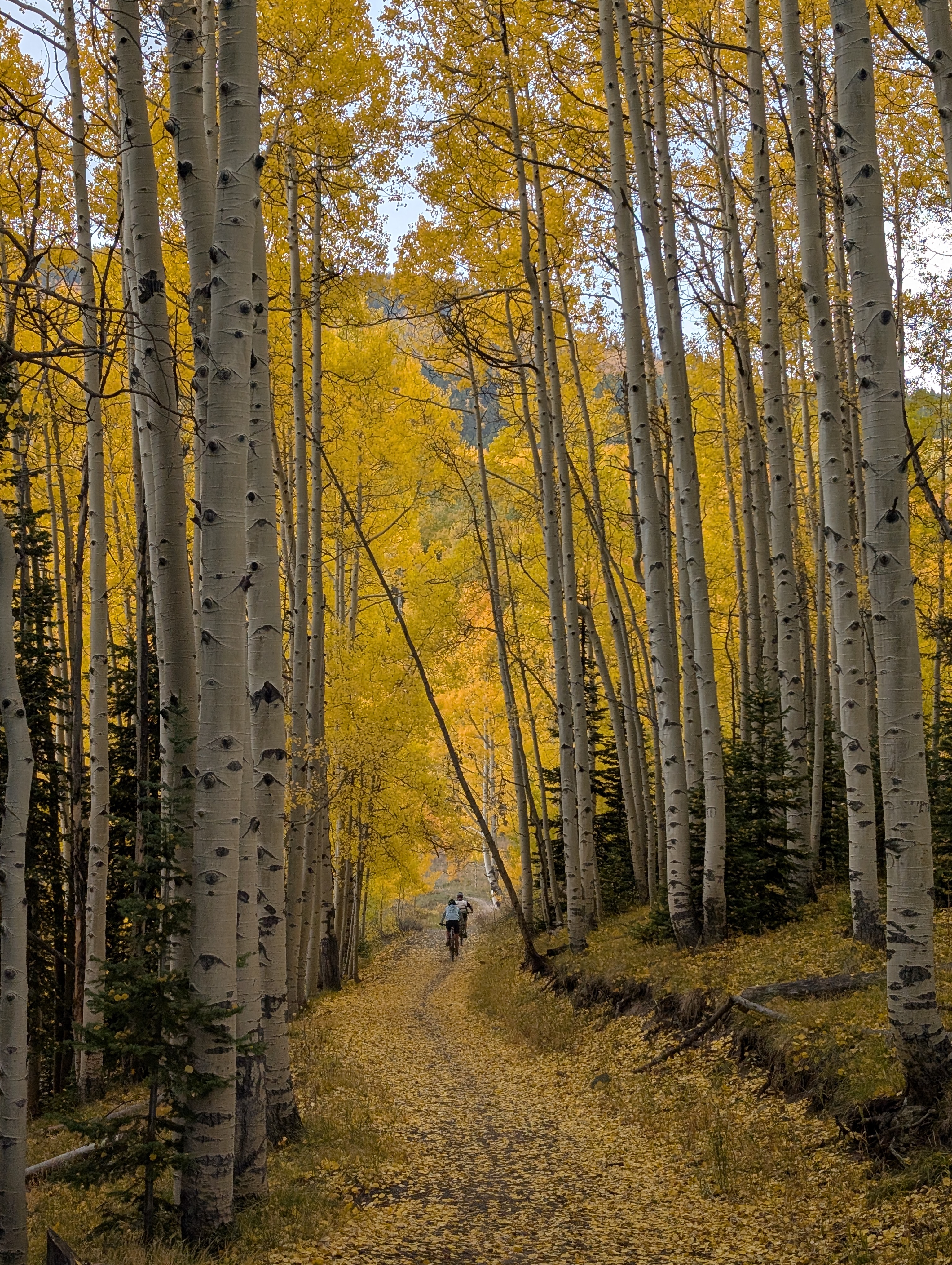 Lupine, Crested Butte, CO | 15.58 mi, 1562 ft up